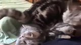 大猫：铲屎官帮我看下小猫，我要出去“浪”一下！