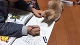 严格的小橘猫，小主人画错一根线都不行：赶紧给我擦了