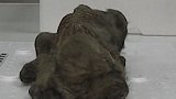 是大狼狗，还是小奶狗？俄罗斯冰冻小幼崽穿越18000年亮相