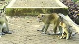 史上最霸气的猫咪与五只猥琐的猴子对峙，淡定从容应对帅呆了