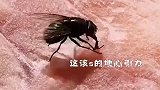 见过最悲惨的苍蝇 苍蝇：这辈子没这么无语过娱乐评论大赏