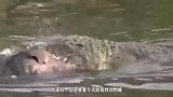 鳄鱼欺负小象, 大象妈妈生气了就这样处决了它