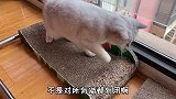 【萌宠来了】猫薄荷究竟是一个什么样的神奇存在？