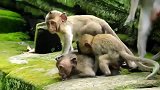 猴子它为什么趴地哭泣？能感应到什么吗