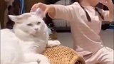 猫猫被迫陪小主人玩儿，家里没它不行