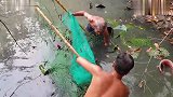 荒废的池塘里发现一条罕见的大鱼,村民多次围捕才将大鱼捕获