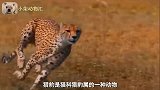 猎豹追捕一只大鸵鸟，看谁跑得快