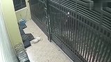 比熊满心欢喜以为主人回来了，不想等来的却是死亡