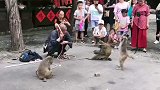 猴子翻跟头了