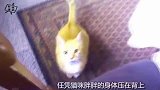 给奶奶买只猫作伴，一年后看望奶奶时，发现小猫咪直接被宠上天