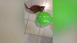 好蠢萌的猫咪啊，气球怎么越来越远呢，真是太逗了！