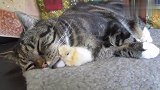 猫咪照顾小鸡仔无比和谐，当小鸡长大后，画风突变
