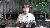 多肉中间的叶片干瘪了别担心，很可能是“惊喜”