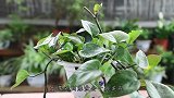 养绿萝，方法其实不难，只要懂得运用这2物，能嗖嗖窜不断