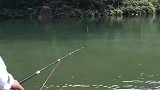 钓鱼我是专业的，遇到这种一口吞的，我实在忍不下去