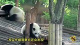 这只熊猫宝宝尝试劈腿  神力助攻 迈出征服两脚兽的第一步