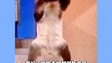这个熊猫是屏实力当上国宝的！