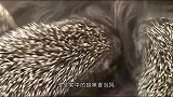一猫咪收养8只刺猬，隔着屏幕都能感觉到绝望