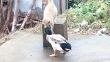 猫：我就不信，我还打不过一只鸭子了！