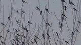 飞鸟迎春！2月3日，南京六合龙袍湿地飞来千只喜鹊，好似跳动音符