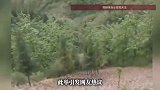 3米长眼镜王蛇被抓后放归野外，网友质疑“放虎归山”，专家回应