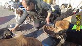 狗老舅：外甥第一次熬羊汤，煮了一大锅味道非常好，饭后驱虫