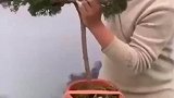 绿植造型师为松树盆栽做造型，效果出来的时候惊呆了