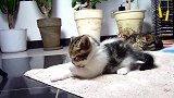 卧在地毯上的小奶猫，这是在给自己洗脸吗好呆萌啊！