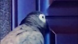 鹦鹉小灰喝点水，烫！吹吹！我吃肉肉，真香啊！