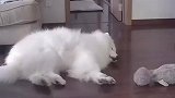 别再说累成狗了，狗真的不累