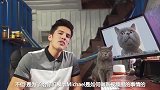 铲屎官揭秘：网红蓝猫是如何炼成的，太逗了