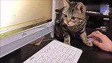 猫咪总想偷喝主人水杯里的水，每次都被逮个正着：小气鬼