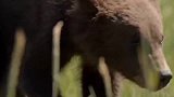 令人难以置信的熊妈妈的力量，与熊打架是老虎的错误