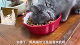 不要被表面现象迷惑，捡来的猫咪不配吃小鱼干