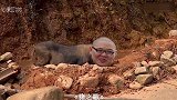 【鬼畜】华 农 戏 猪