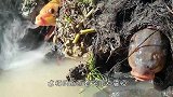 洞里钻出一条鱼，张口就开始吐蛋，这是怎么回事呢