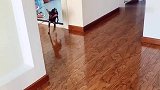 男主不让鹿犬吃饭，鹿犬居然拿来家法叫女主收拾他，这是报复