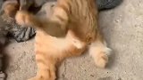 橘猫：老子是只公猫，你们的妈妈出门了！