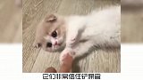 猫咪睡姿大盘点上，你家是哪一种？