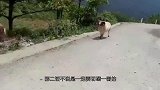 两头公牛突发兽性打了起来，主人原本想帮忙，不料却坑了牛