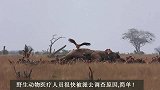 公象战败后去世，象牙被锯走，遗体成了秃鹫的盛宴