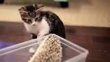 小猫咪初次见刺猬，这东西我能摸摸吗