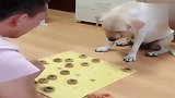拉布拉多跟主人玩起了象棋，看完别笑！
