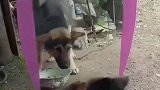 一看这就是傻狗，被镜子的自己吓到了，一直对着镜子大叫