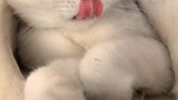 姥姥不疼舅舅不爱，小姨不稀罕
