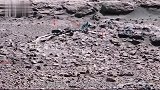 火星人在饲养家禽一头猪出现在照片中，真相只有NASA知道