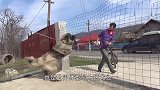 高加索犬对男子狂叫，男子淡定牵出宠物巨蟒，这下怂了吧