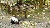 熊猫：到手的孔雀跑了，手里的竹笋瞬间不香了