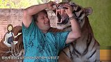 男子养老虎看家护院 老虎长大后 他肠子都快悔青了！