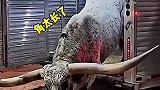 这牛真厉害呀，牛魔王吧